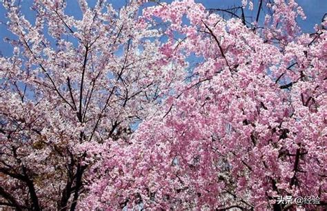 櫻花樹種植 甬意思